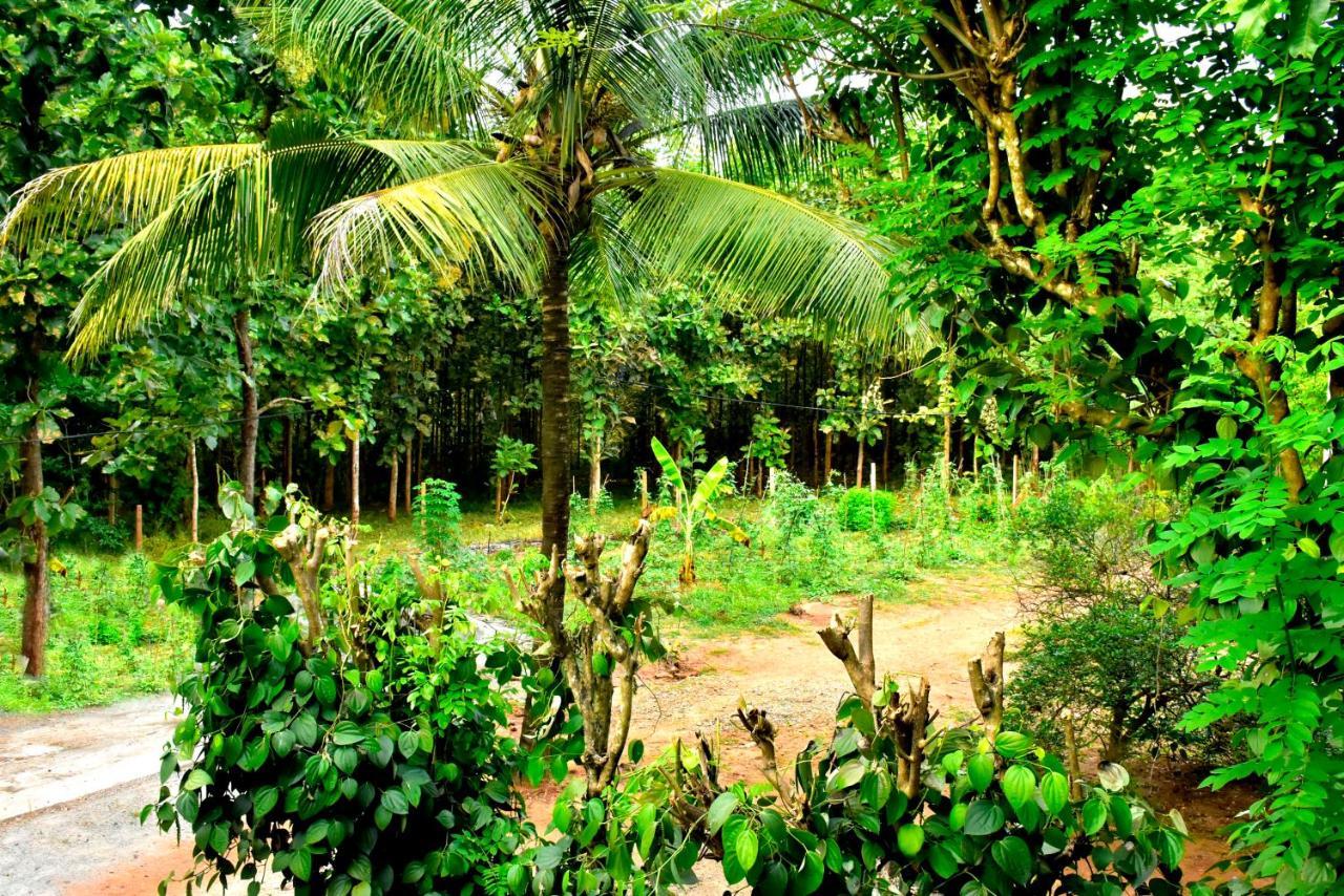 Wild Heaven Udawalawe Hotel Eksteriør billede